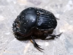 Dichotomius carolinus