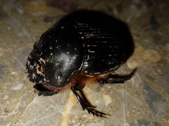 Dichotomius carolinus