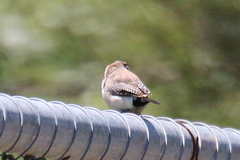 Stizoptera bichenovii