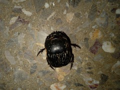 Dichotomius carolinus