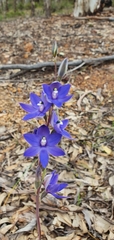 Thelymitra graminea