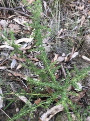 Prostanthera