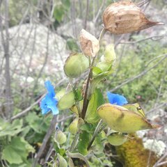 Commelina tuberosa