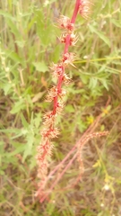 Amaranthus palmeri