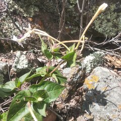 Mirabilis longiflora