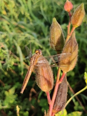 Crocothemis servilia