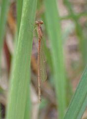 Agriocnemis
