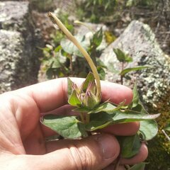 Mirabilis longiflora