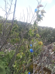 Commelina tuberosa
