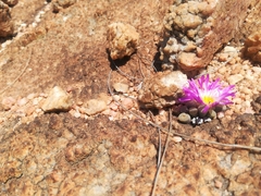Frithia pulchra