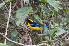 Anisognathus somptuosus