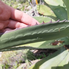 Agave salmiana crassispina