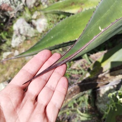 Agave salmiana crassispina