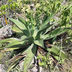 Agave salmiana crassispina