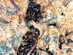 Xenostrobus neozelanicus