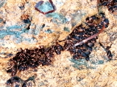 Xenostrobus neozelanicus