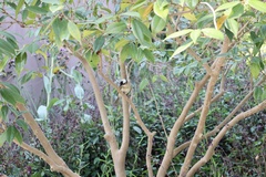 Pycnonotus sinensis