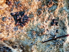 Xenostrobus neozelanicus