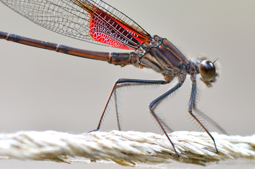 Canyon Rubyspot photographed in Arizona