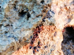 Xenostrobus neozelanicus