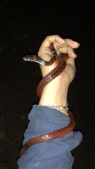 Oxyrhopus melanogenys