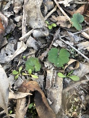 Hydrocotyle laxiflora