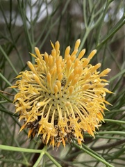 Isopogon anethifolius