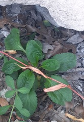 Packera obovata