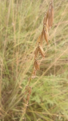 Bouteloua curtipendula