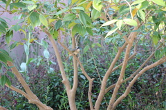 Pycnonotus sinensis