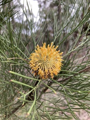 Isopogon anethifolius