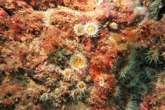 Anthothoe albocincta