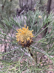 Isopogon anethifolius