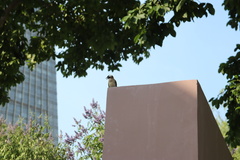 Pycnonotus sinensis