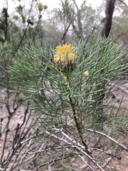 Isopogon anethifolius