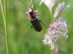 Cantharis fusca