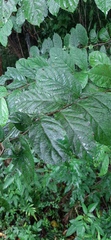 Homalium cochinchinense