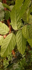 Homalium cochinchinense