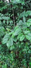 Homalium cochinchinense