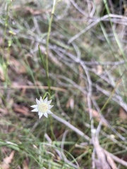 Actinotus minor
