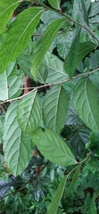 Homalium cochinchinense