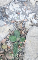 Youngia japonica