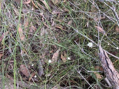 Actinotus minor