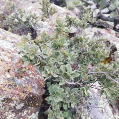 Quercus repanda