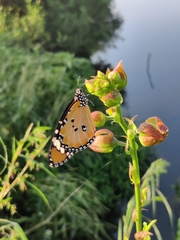 Danaus chrysippus