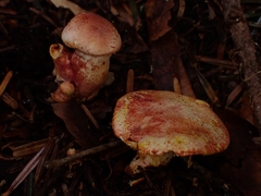 Cortinarius bolaris