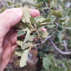 Quercus repanda