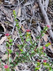 Platysace lanceolata