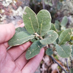 Quercus repanda