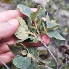 Quercus repanda